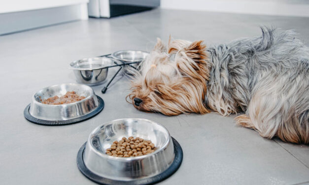 How Much Should I Feed My Dog? Portions, Calories, and Adjustment