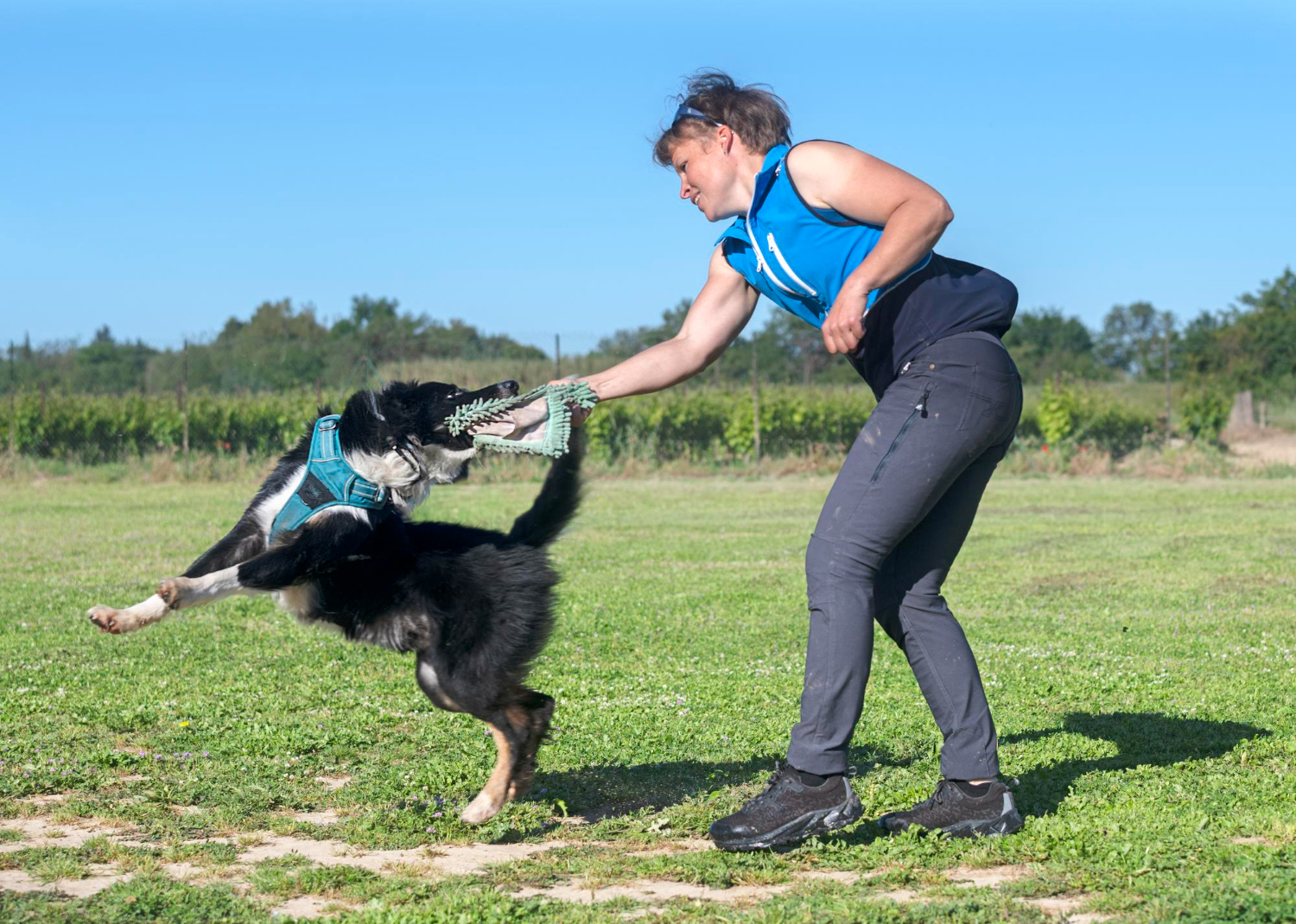How Much Exercise Does a Dog Need