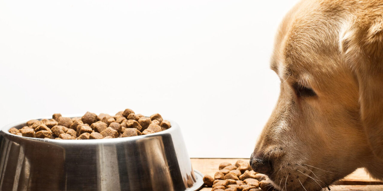 Senior Dog Food: When to Reassess the Diet and What to Compare