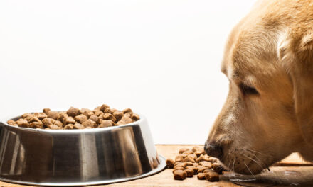Senior Dog Food: When to Reassess the Diet and What to Compare