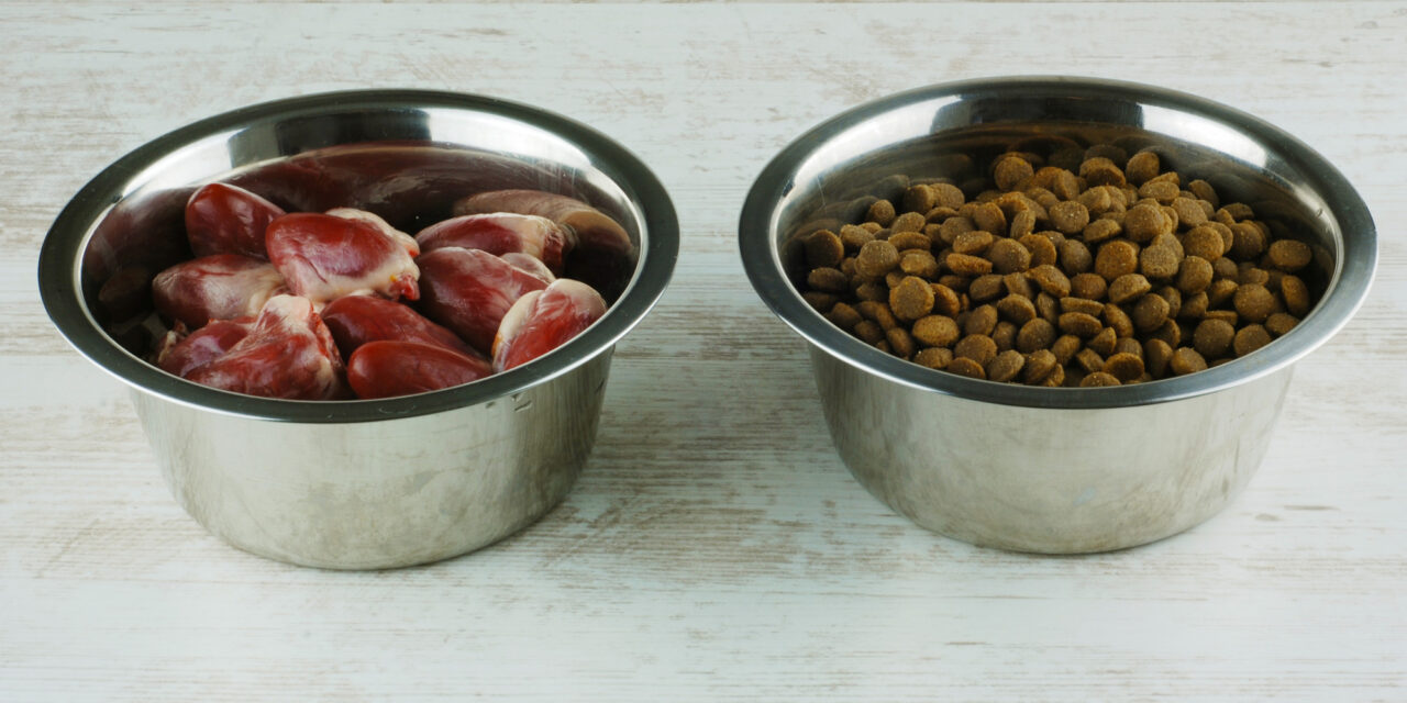 Fresh Dog Food vs. Kibble: What Changes and What Matters