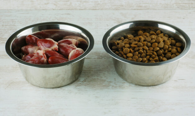 Fresh Dog Food vs. Kibble: What Changes and What Matters