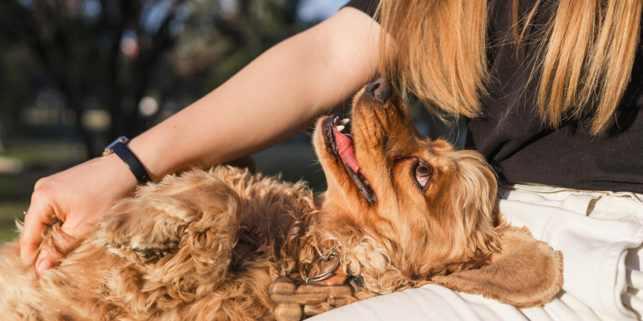 Everyday Dog Care: A Complete Guide to Daily Routines, Walks, Play, and Rest