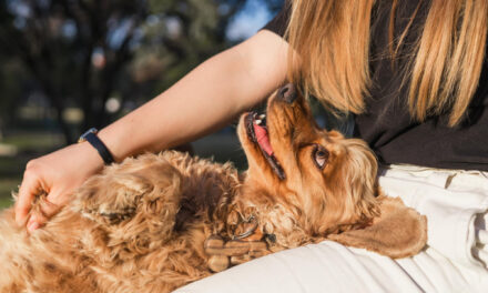 Everyday Dog Care: A Complete Guide to Daily Routines, Walks, Play, and Rest