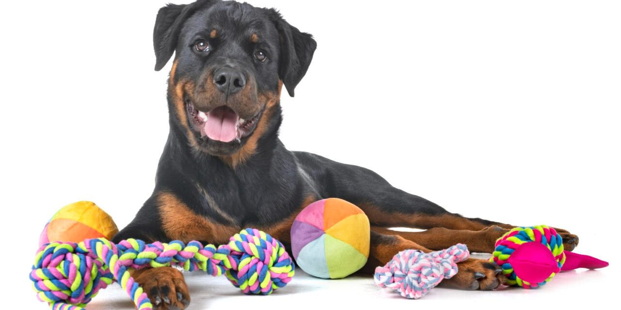 Best Dog Toys: How to Choose by Chewer Type and Play Style