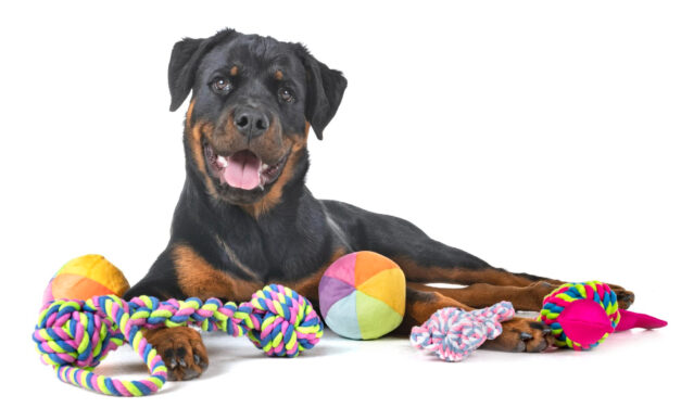 Best Dog Toys: How to Choose by Chewer Type and Play Style