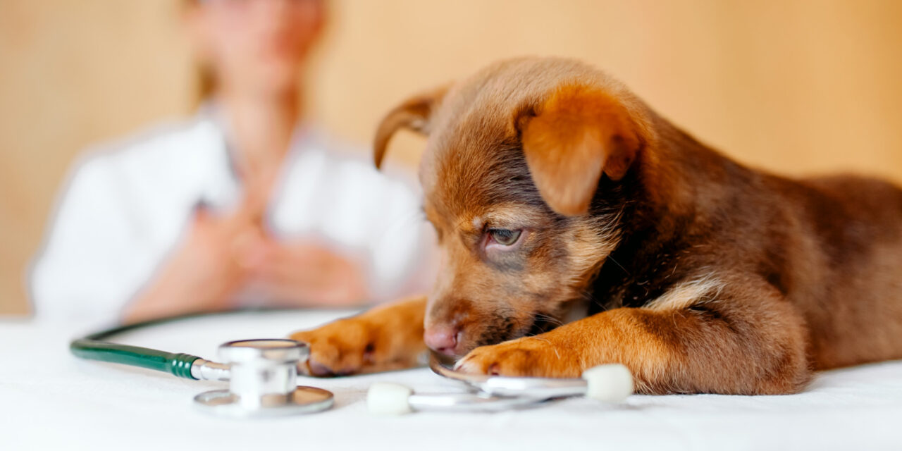 Your Puppy’s First Vet Visit: Questions, Records, and Preparation