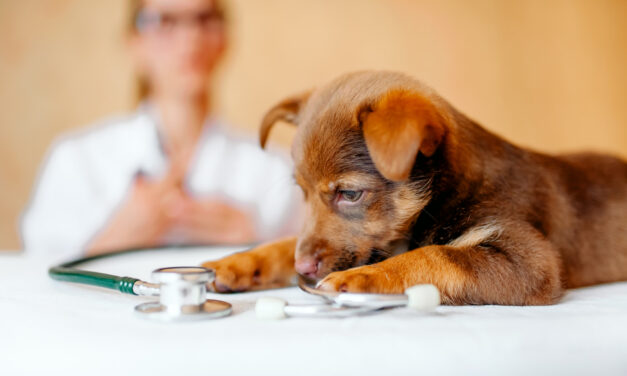 Your Puppy’s First Vet Visit: Questions, Records, and Preparation