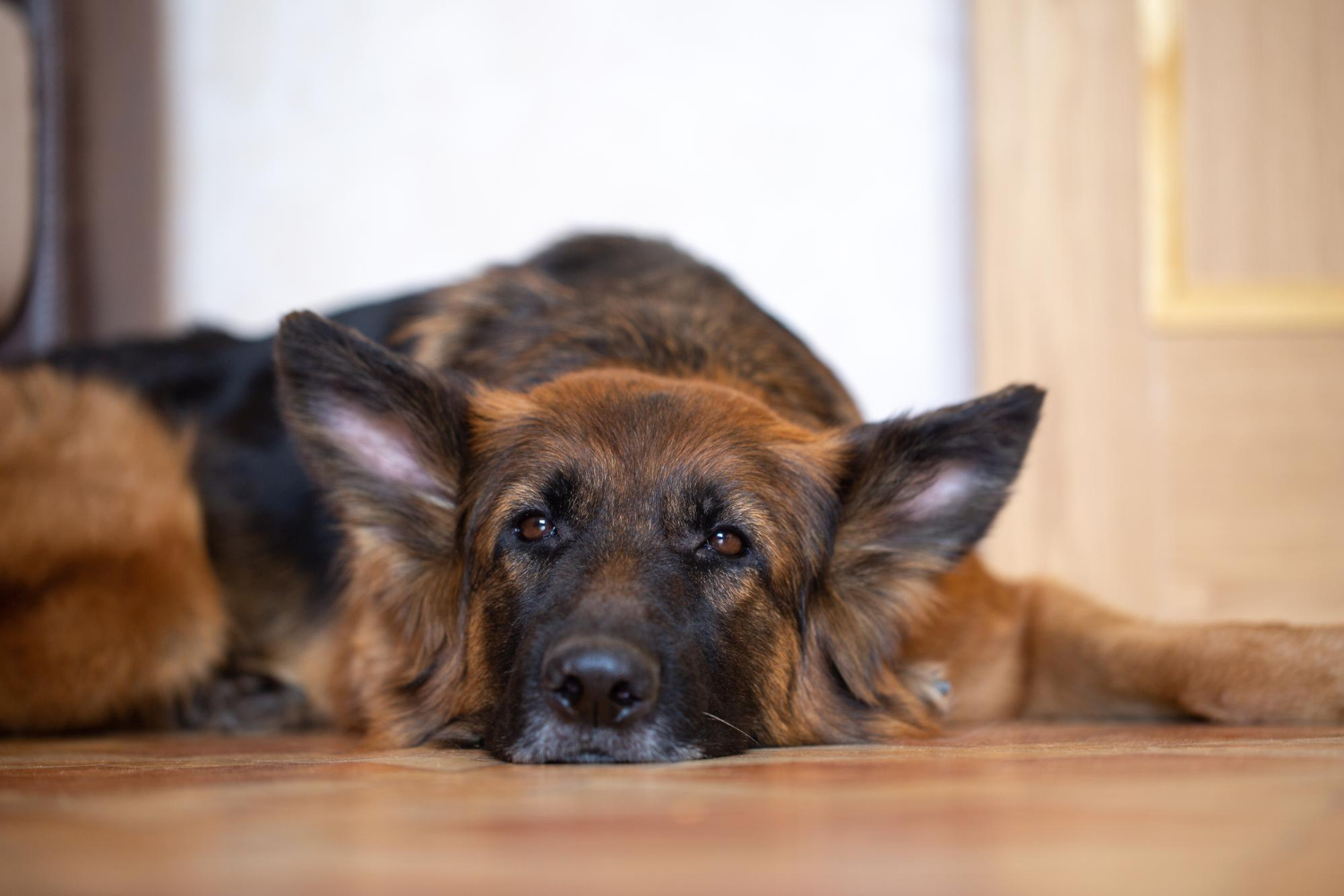 Dog-Proofing Your Home