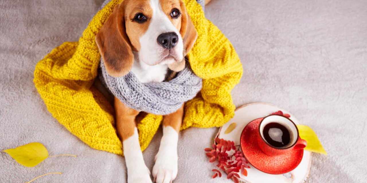 Dog Care in Hot and Cold Weather: Walks, Home Setup, and Safety