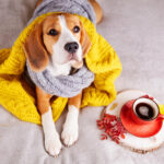 Dog Care in Hot and Cold Weather: Walks, Home Setup, and Safety