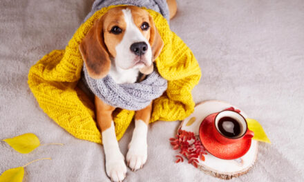 Dog Care in Hot and Cold Weather: Walks, Home Setup, and Safety