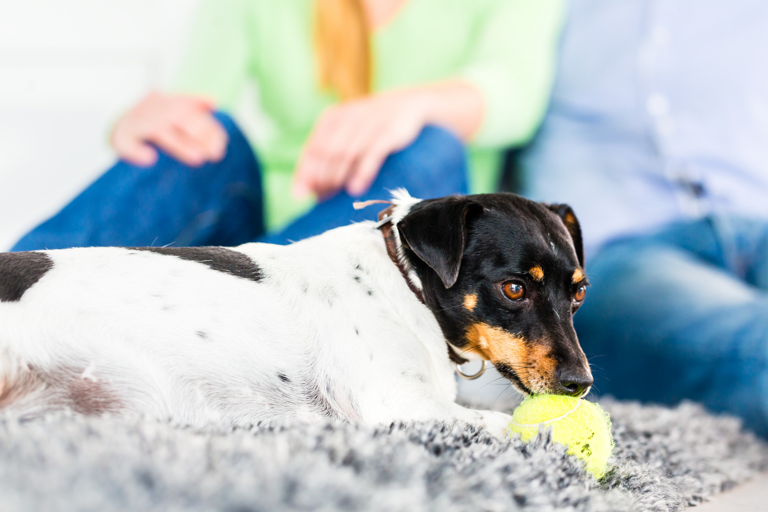 Indoor Dog Enrichment