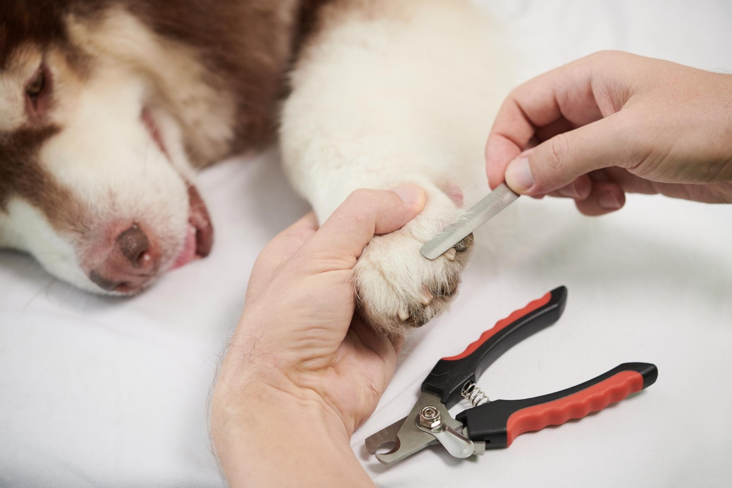 How to Trim Dog Nails