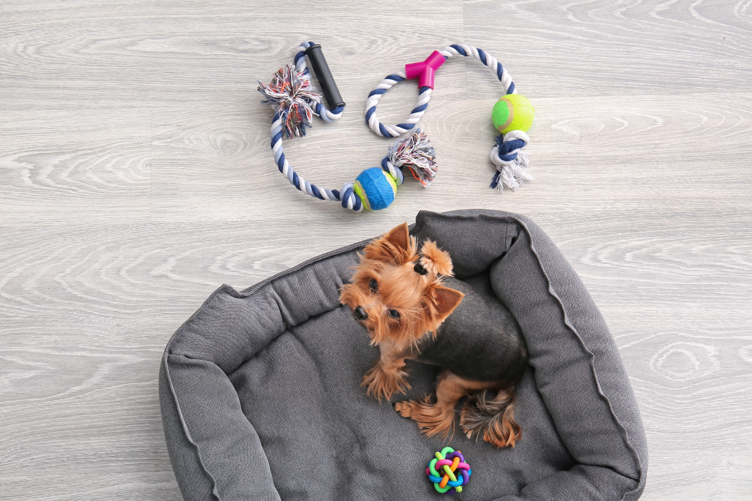 Best Dog Toys