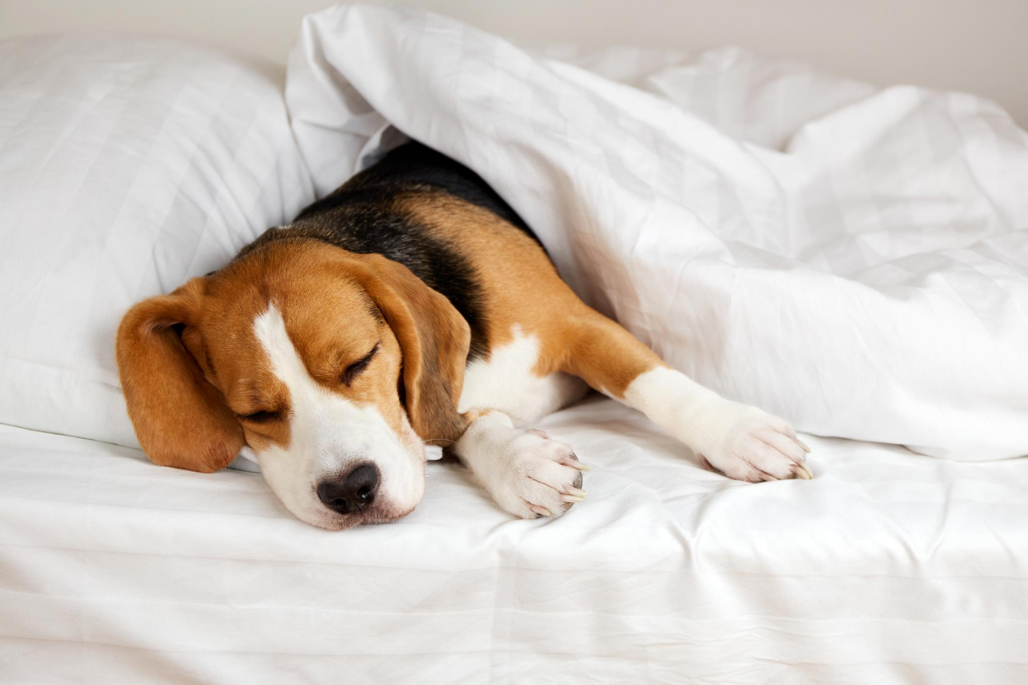 Why Do Dogs Sleep So Much