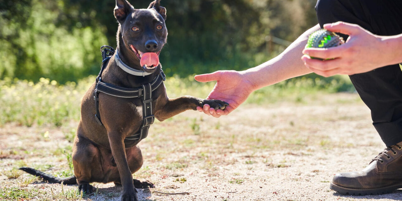 Dog Training Basics: How Dogs Learn and What to Practice First