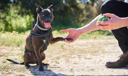 Dog Training Basics: How Dogs Learn and What to Practice First