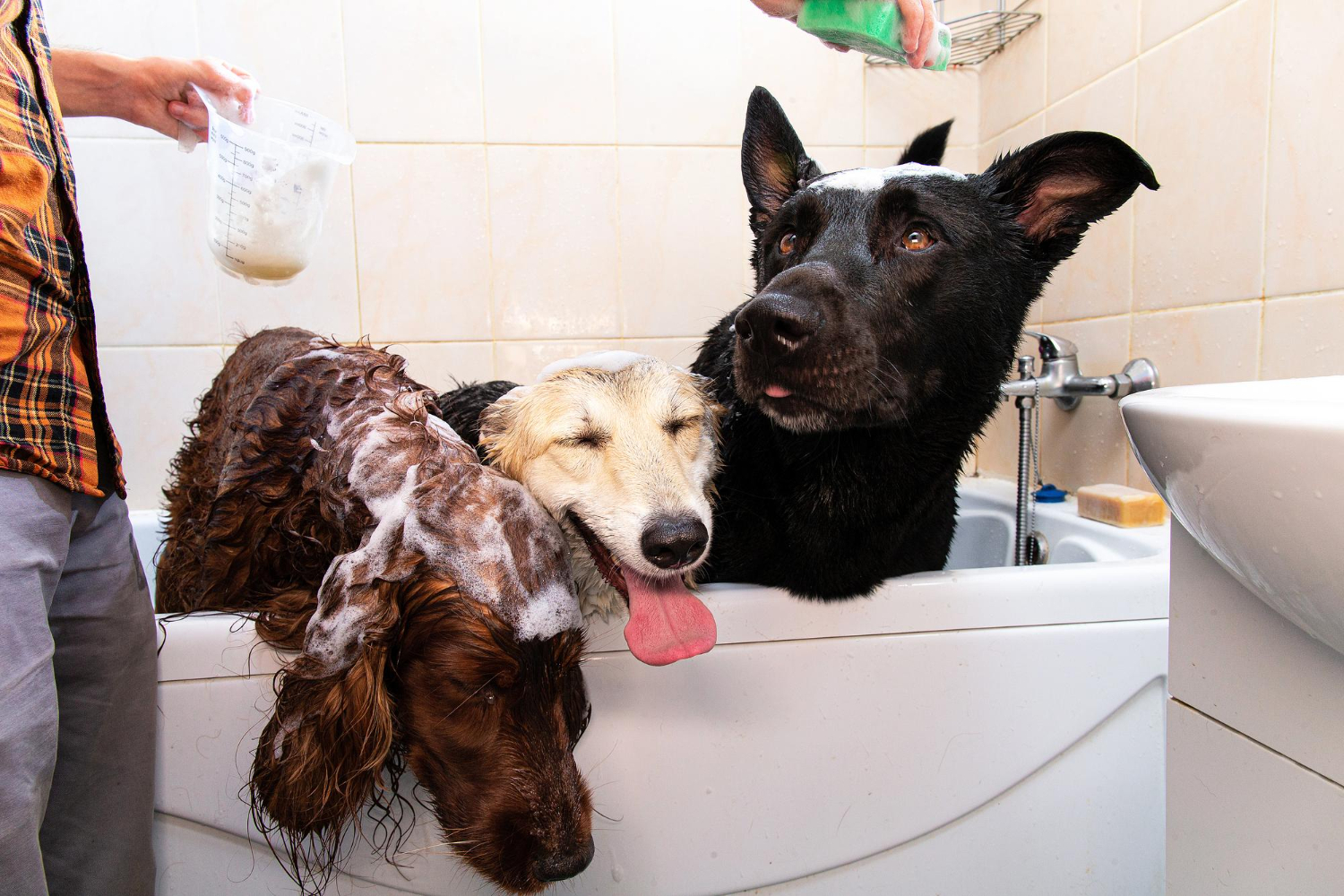 How Often Should You Bathe Your Dog