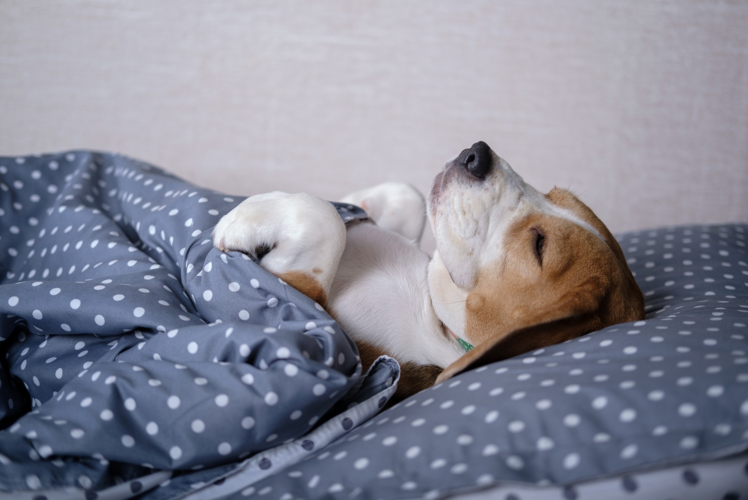 Why Do Dogs Sleep So Much