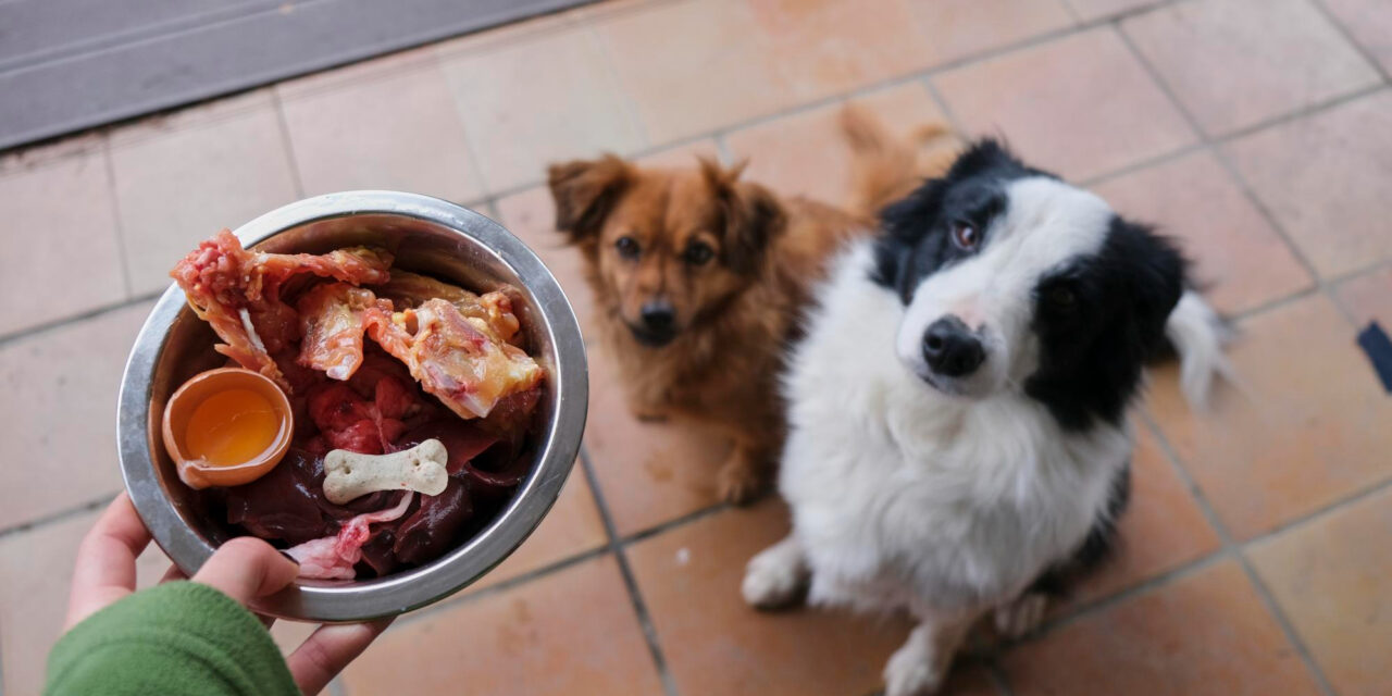 Raw Dog Food: Evidence, Risks, Handling, and Alternatives