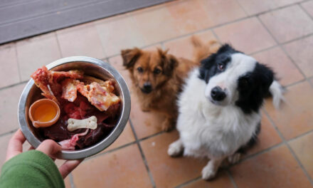 Raw Dog Food: Evidence, Risks, Handling, and Alternatives