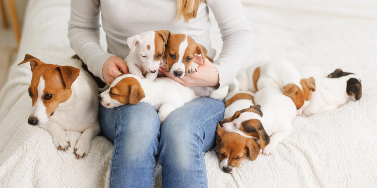 Puppy Socialization Checklist: Plan Positive, Appropriate Experiences