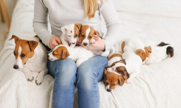 Puppy Socialization Checklist: Plan Positive, Appropriate Experiences