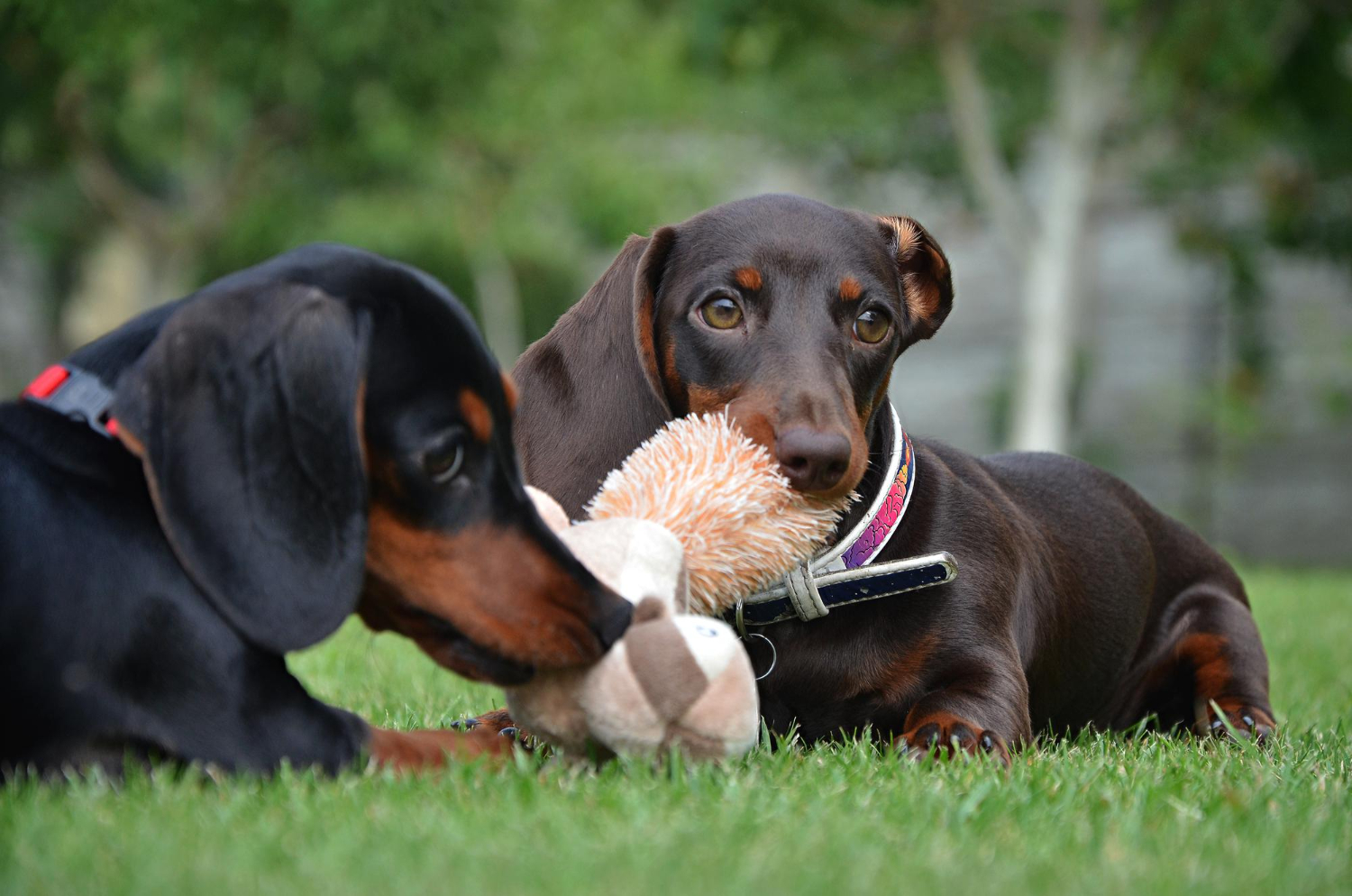 Best Dog Toys