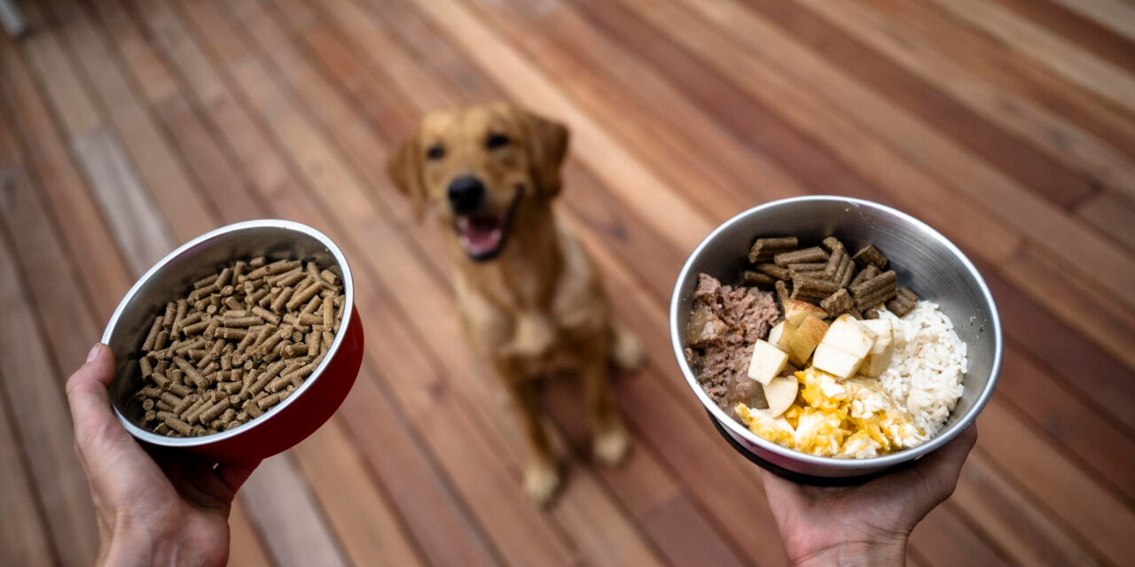 How to Read Dog Food Labels: Ingredients, Calories, and Adequacy Statements