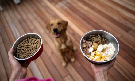 How to Read Dog Food Labels: Ingredients, Calories, and Adequacy Statements