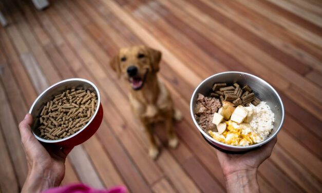 How to Read Dog Food Labels: Ingredients, Calories, and Adequacy Statements