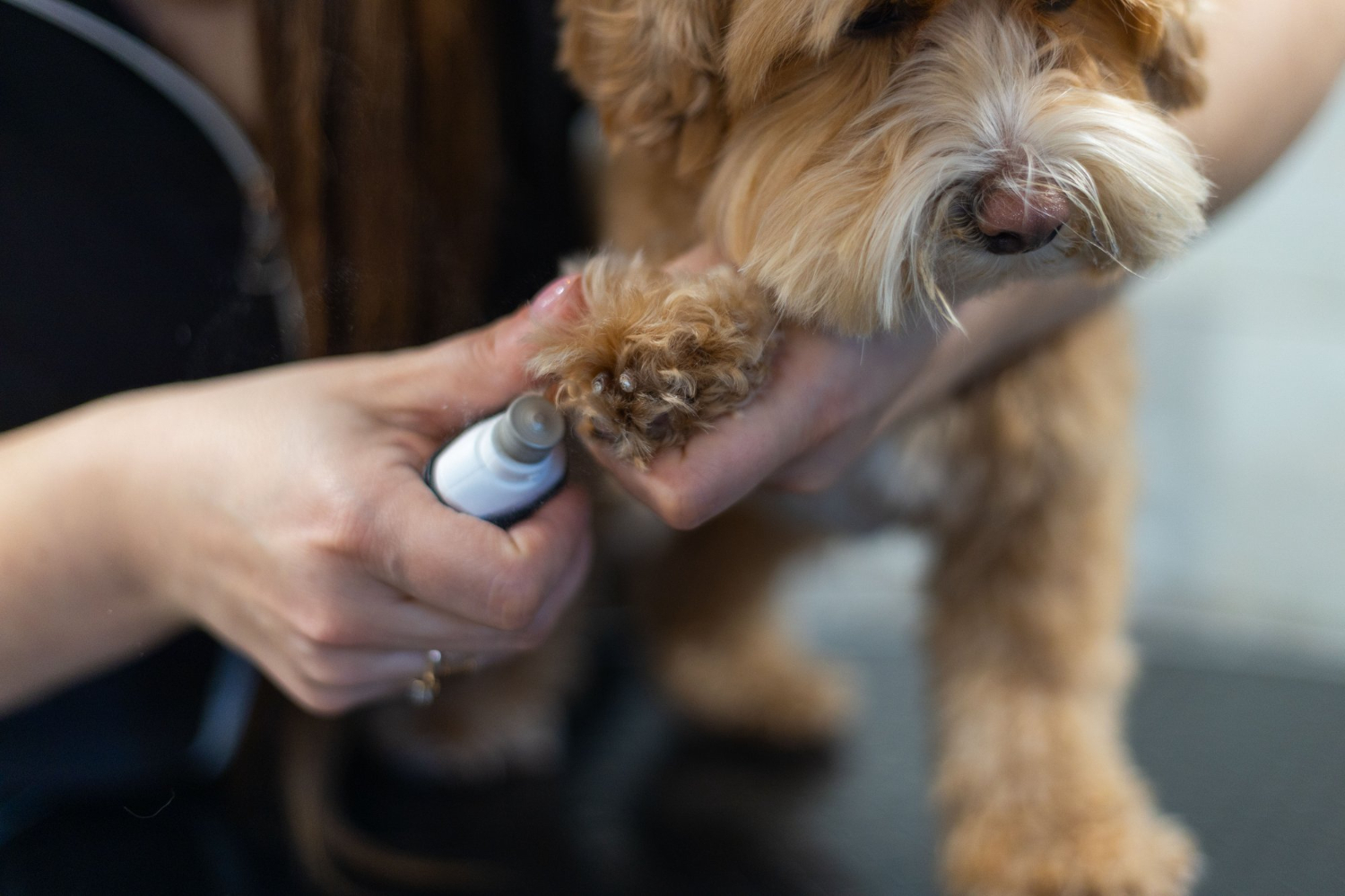 How to Trim Dog Nails