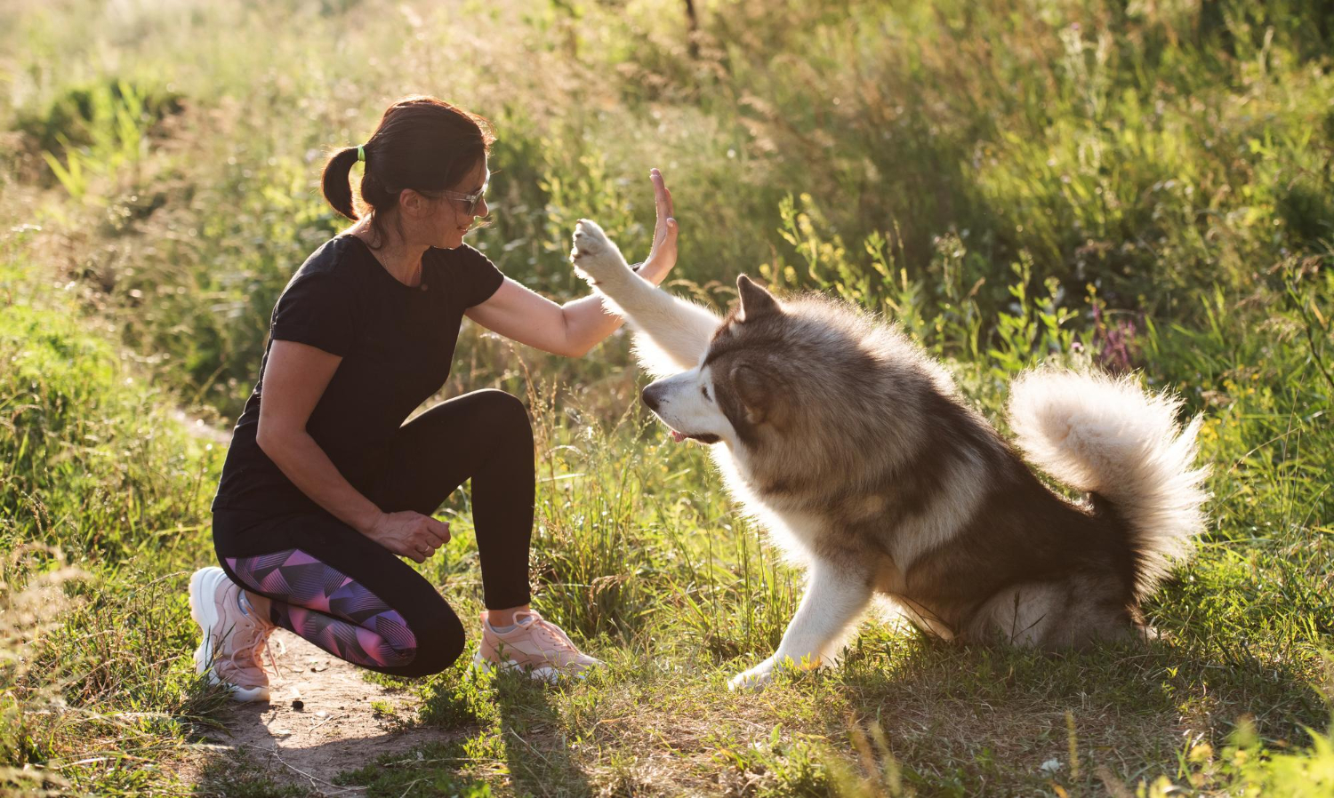 How Much Exercise Does a Dog Need