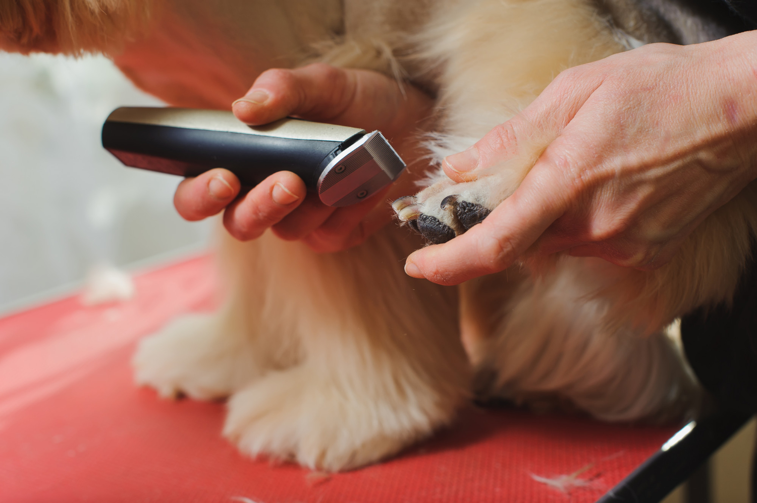 How to Trim Dog Nails