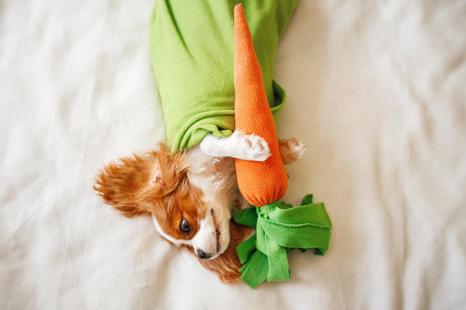 Best Dog Toys