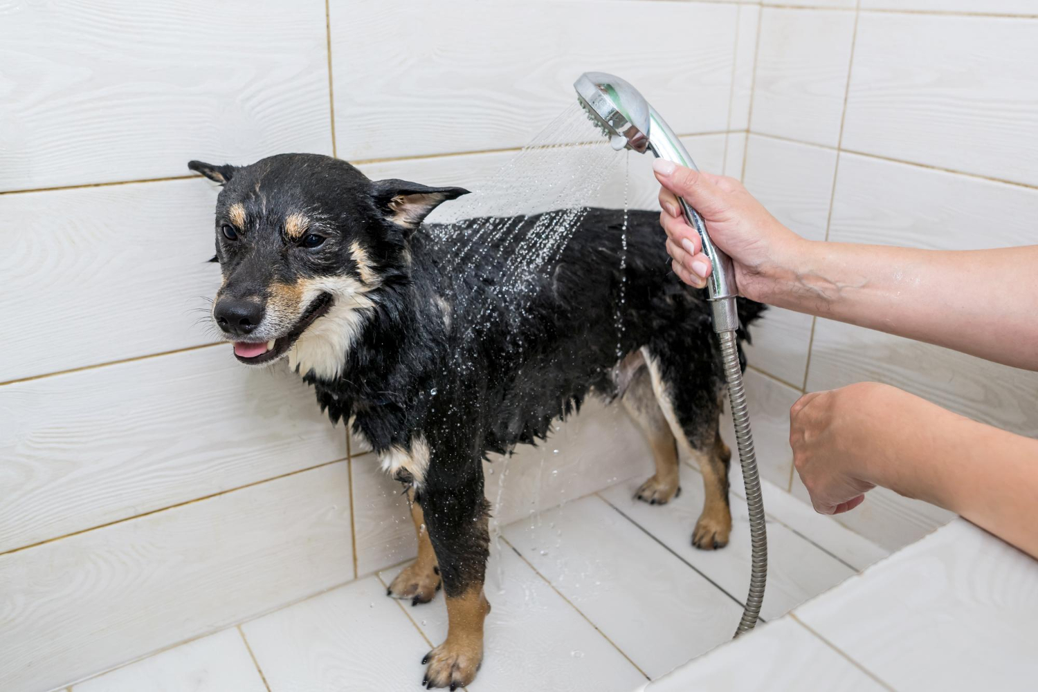 How Often Should You Bathe Your Dog