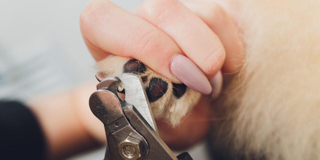 How to Trim Dog Nails: Preparation, Tools, and Cooperative Care