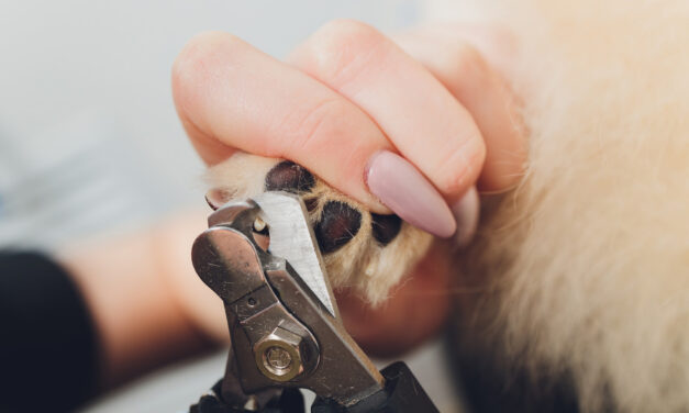 How to Trim Dog Nails: Preparation, Tools, and Cooperative Care