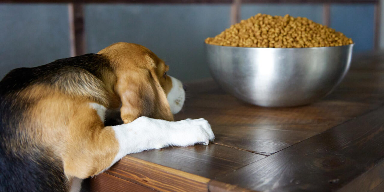 How to Switch Dog Food: Planning, Monitoring, and Troubleshooting