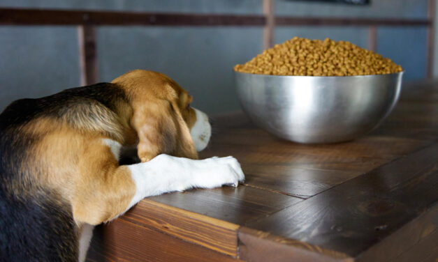 How to Switch Dog Food: Planning, Monitoring, and Troubleshooting