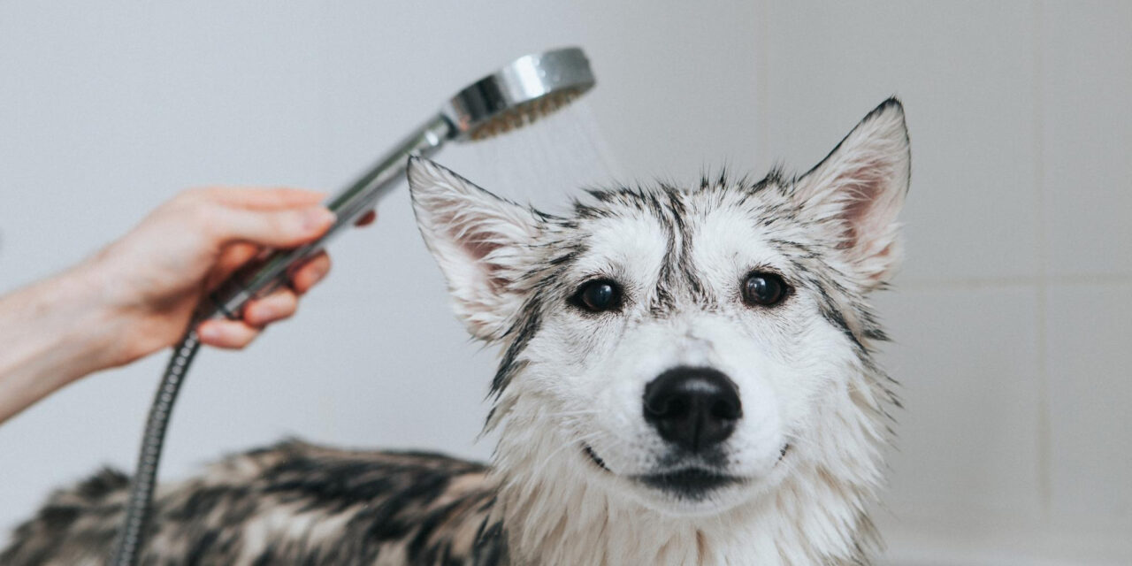 How Often Should You Bathe Your Dog? Coat Types, Products, and Routines