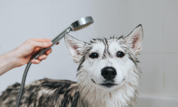 How Often Should You Bathe Your Dog? Coat Types, Products, and Routines