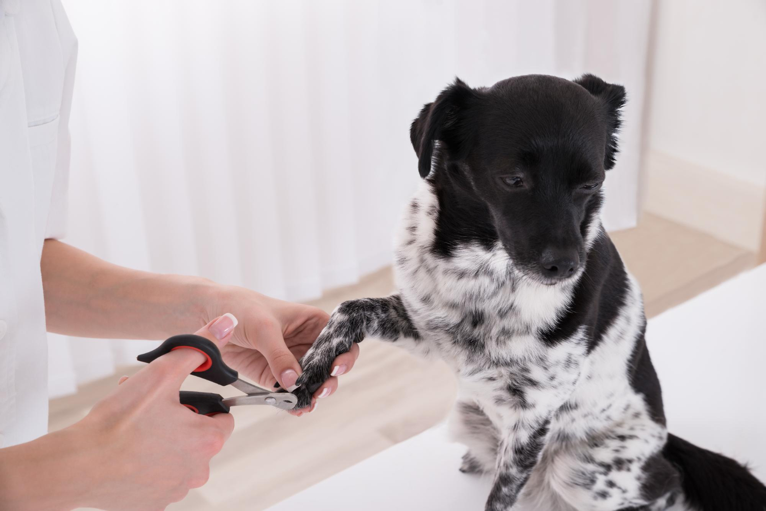 How to Trim Dog Nails