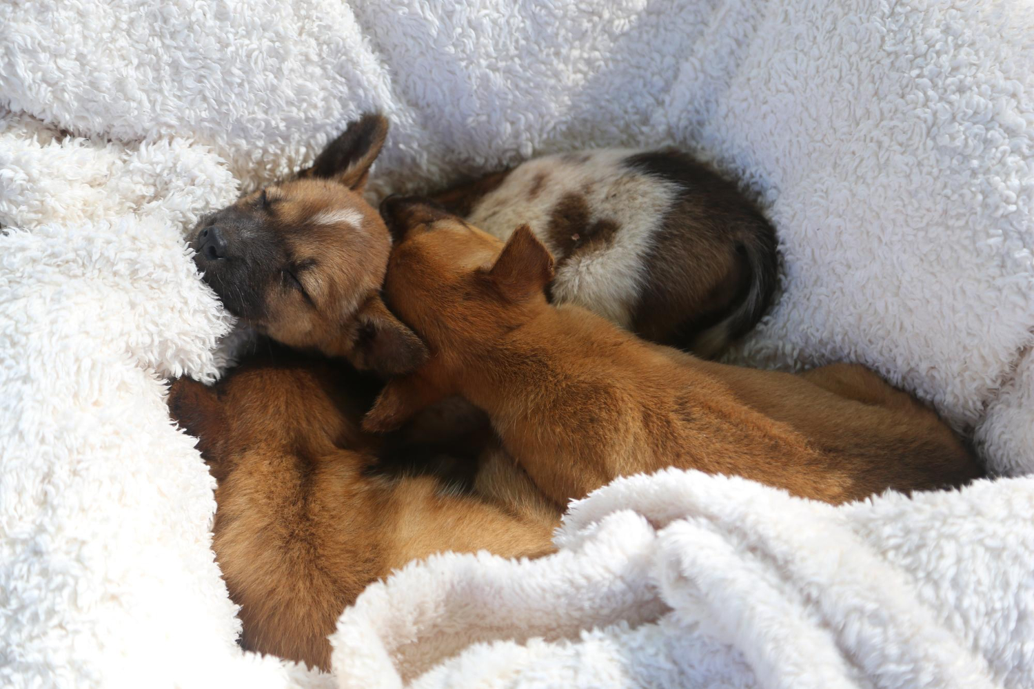 Why Do Dogs Sleep So Much