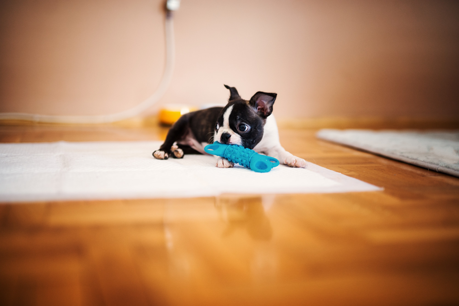 Indoor Dog Enrichment
