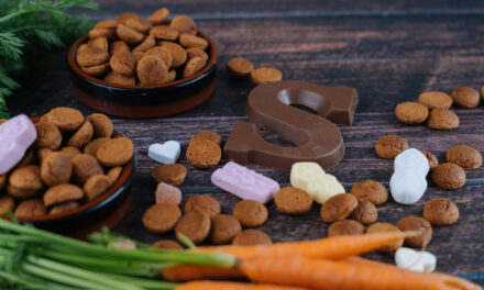 Dog Nutrition Guide: Choosing Food, Feeding Well, and Asking Better Questions