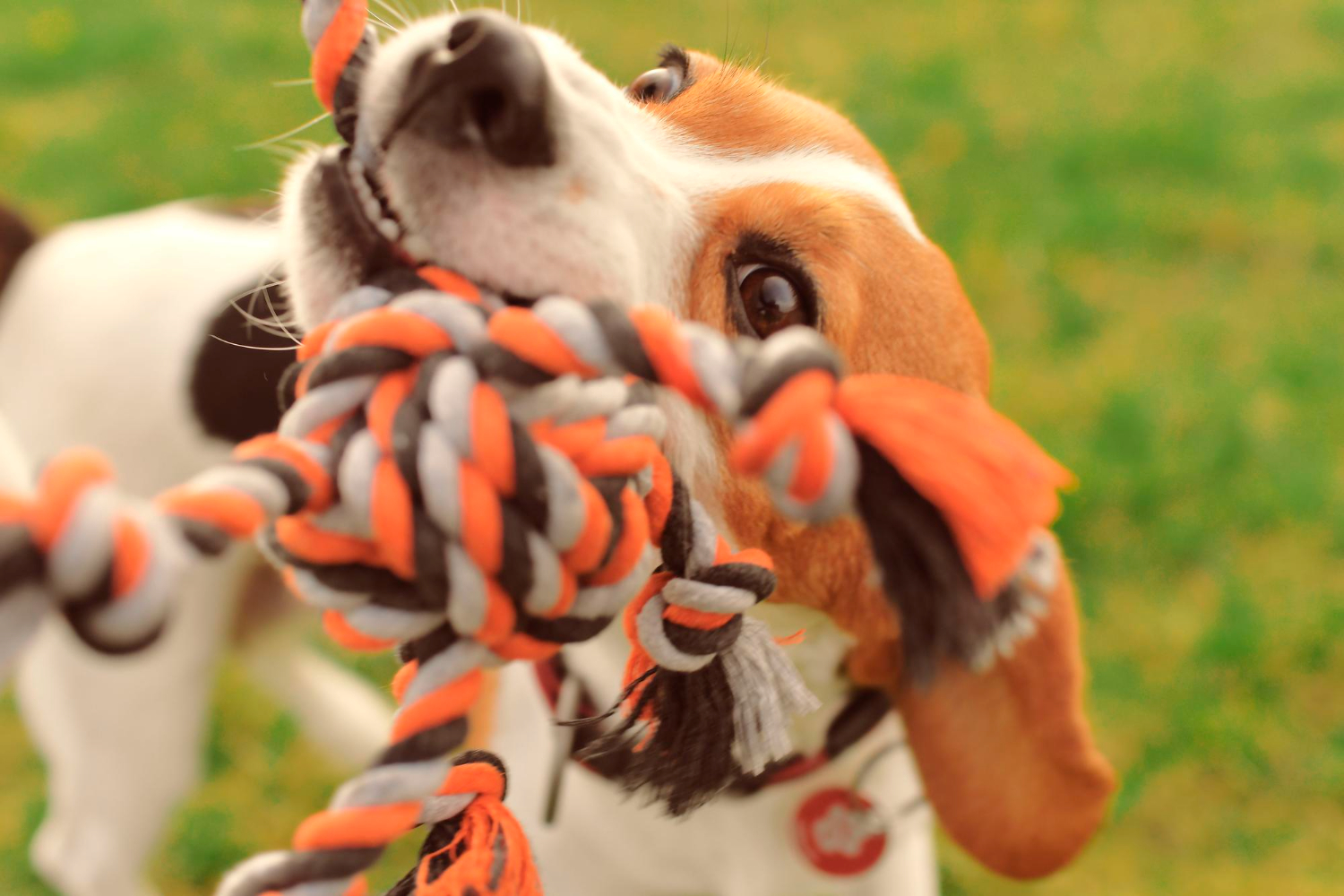 Best Dog Toys