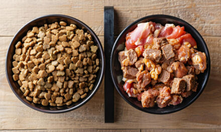 Wet vs. Dry Dog Food: Nutrition, Cost, Convenience, and Tradeoffs