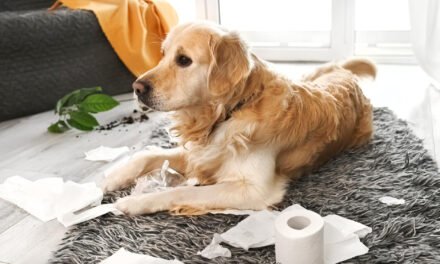 Why Is My Dog Throwing Up? Causes, Red Flags, and What to Do
